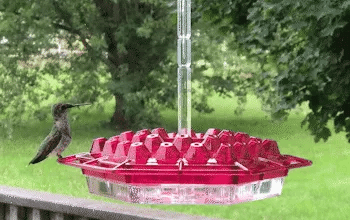 Hummingbird Feeder – Attract & Nourish Beautiful Hummingbirds!